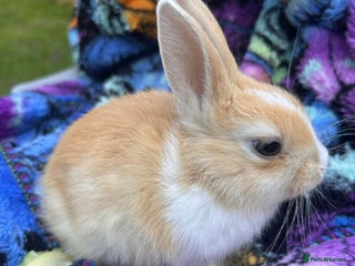 Netherland Dwarf rabbits - Advert 22