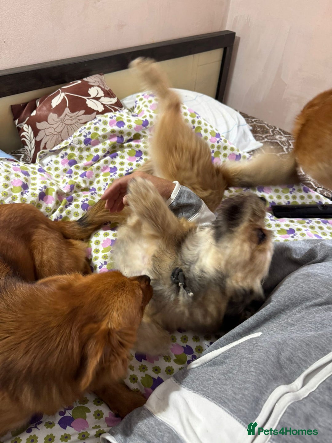 Mixed Breed dogs for adoption: 🐾 Meet COOKIE – Your Little Ray of Sunshine ☀️💛 - Advert 6