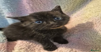 Mixed Breed cats - Advert 4