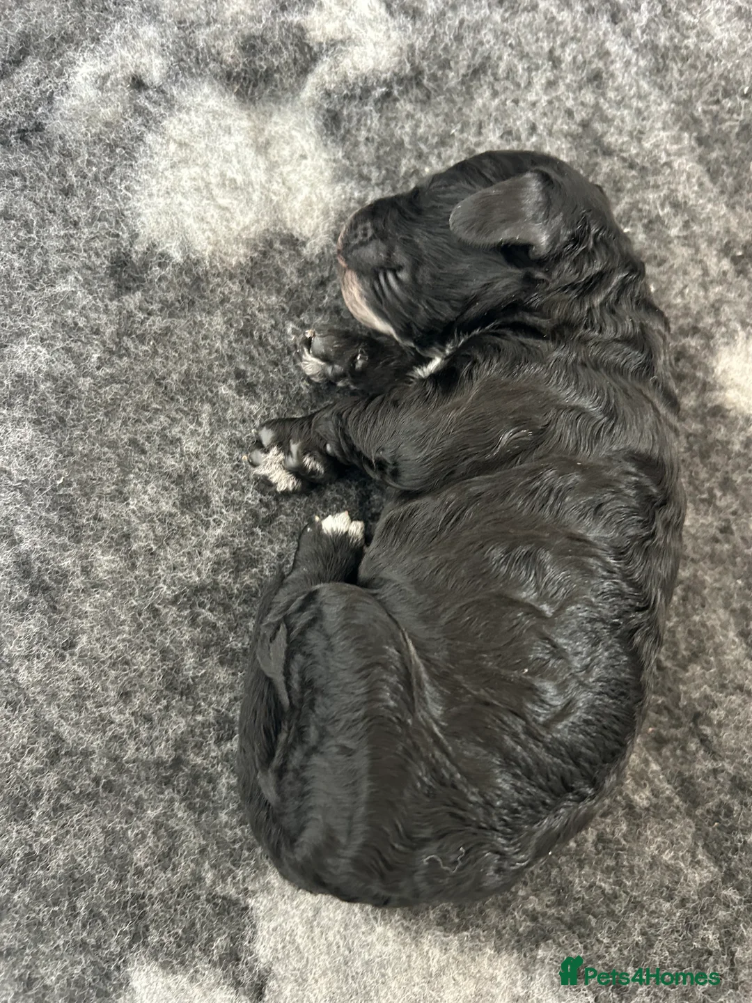 Cockapoo dogs for sale: Cockapoo puppies for sale  in Littlehampton - Advert 2