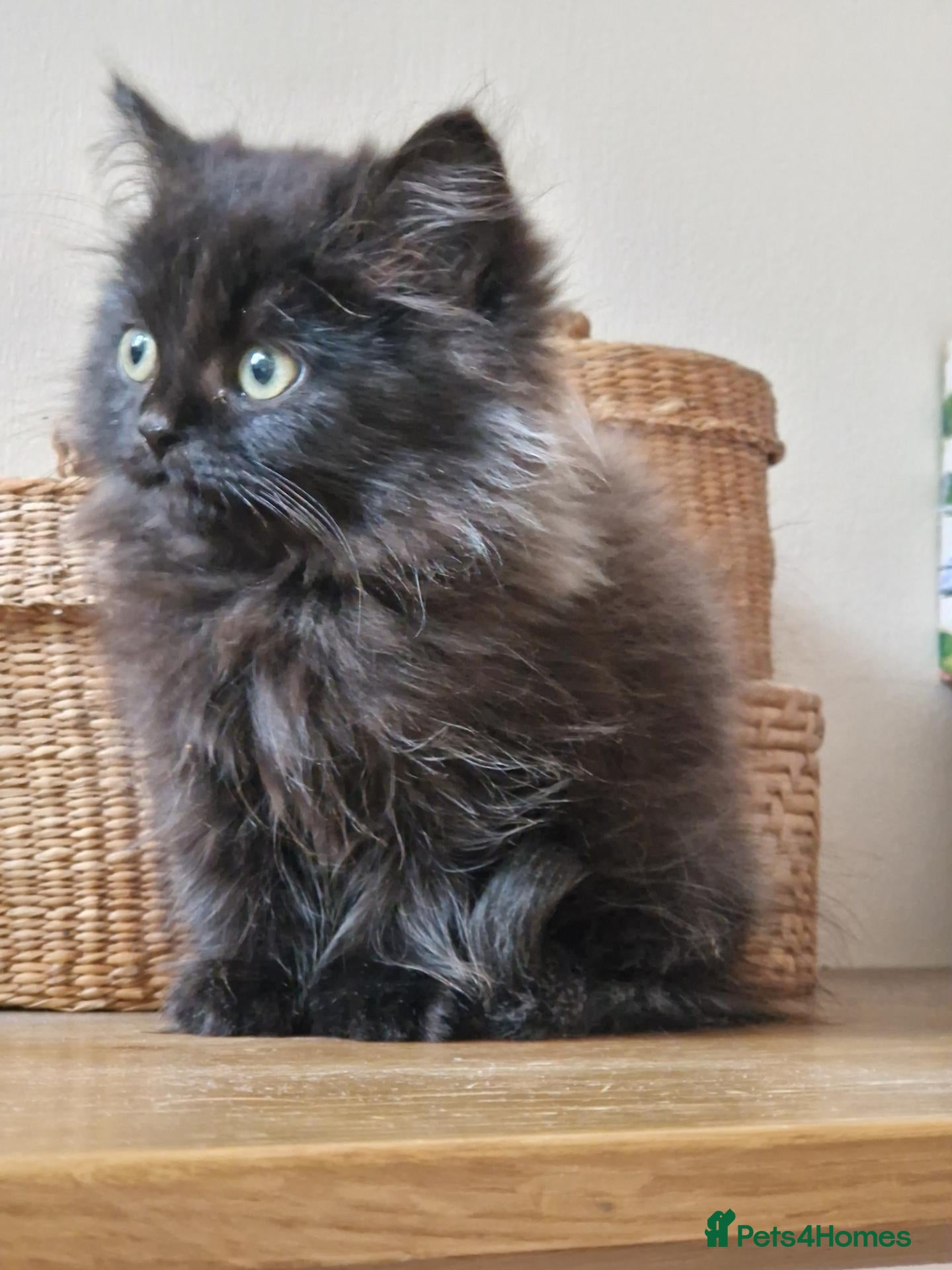 Mixed Breed cats for sale:  Persian very fluffy male kitten  - Advert 2