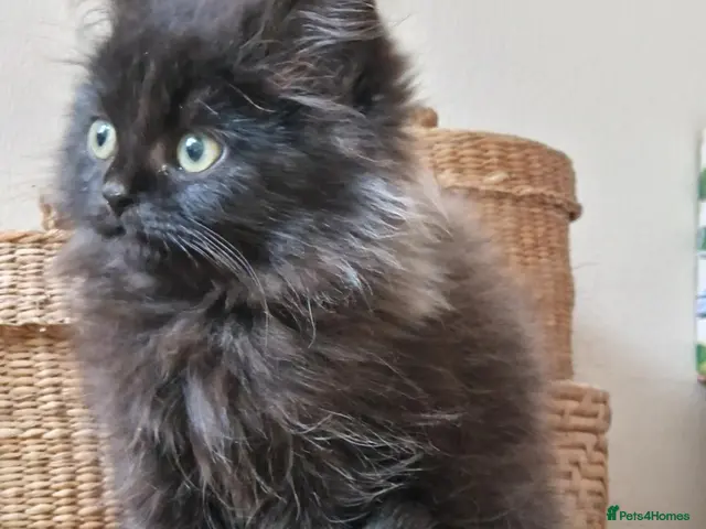 Mixed Breed cats for sale: Persian very fluffy male kitten - Advert 2