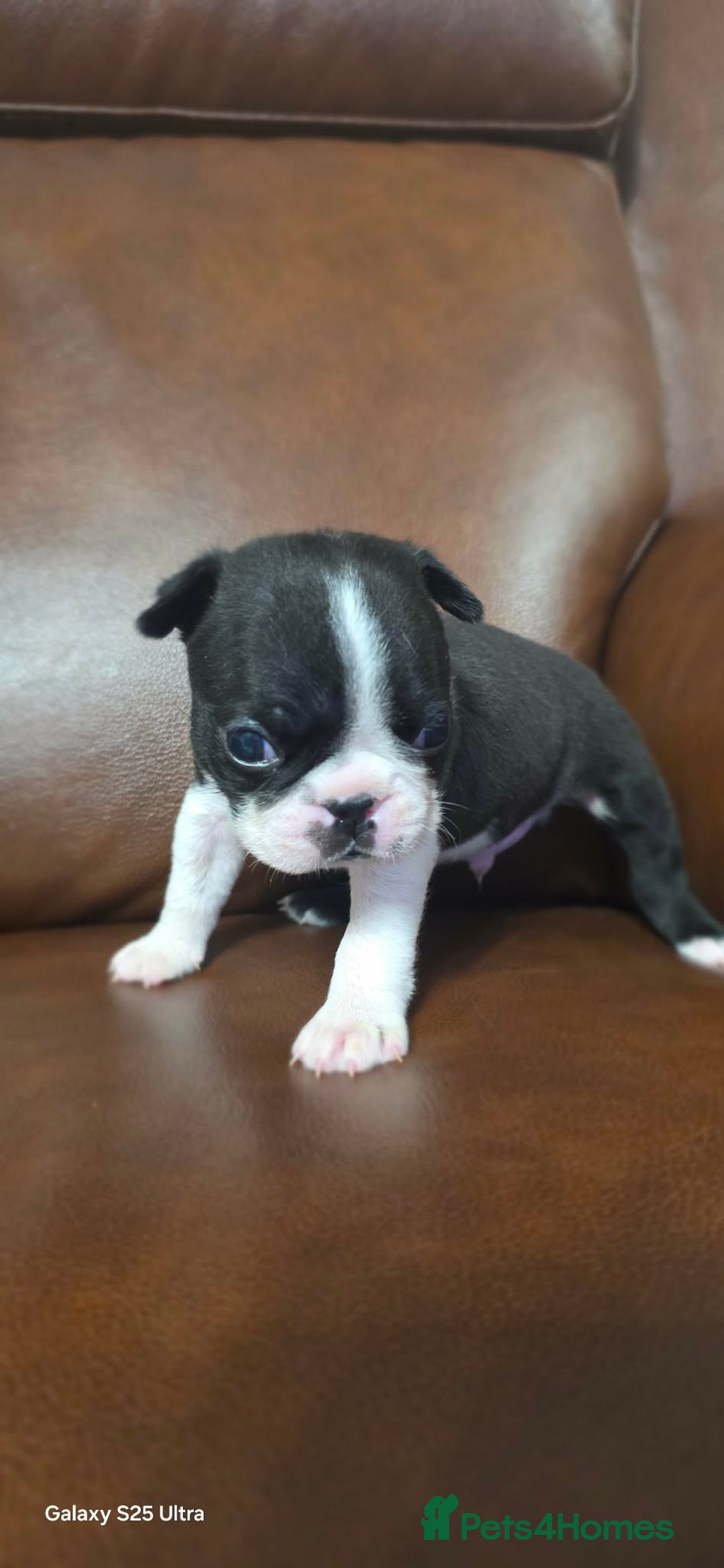 Boston Terrier dogs for sale: WILDAX KC REGISTERED PUPPIES - Advert 3