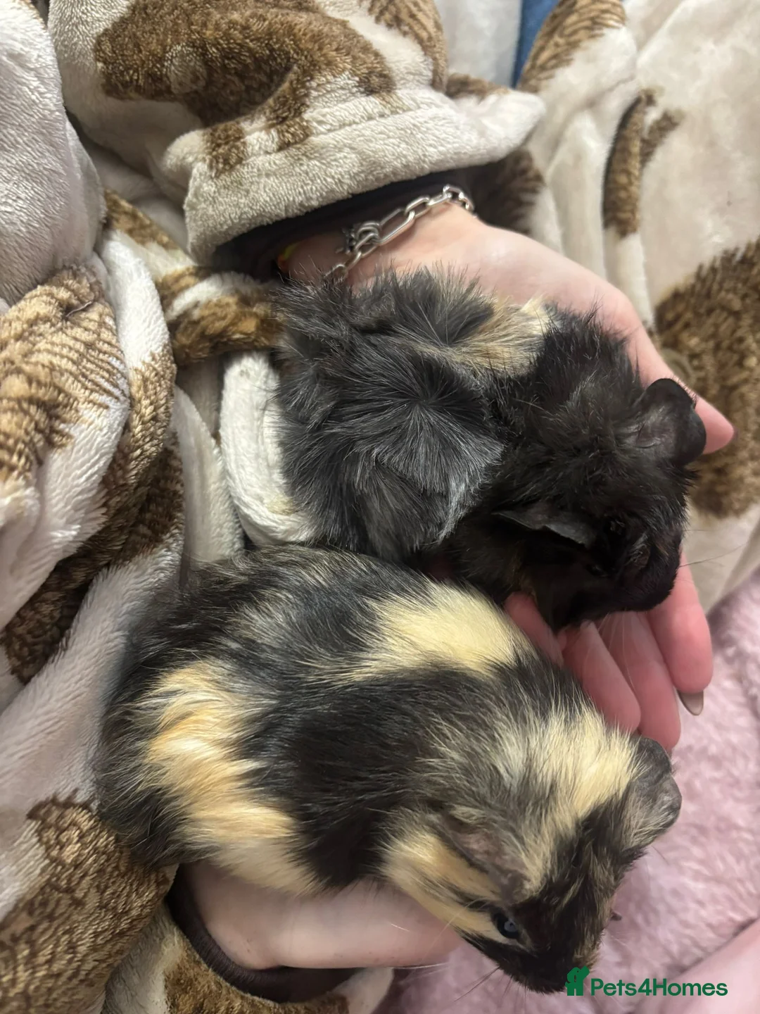 Guinea Pig rodents for sale: Stunning pair of baby boys  - Advert 3