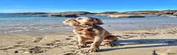 Weimaraner dogs for sale: 4 year old long haired Weimaraner - Advert 4