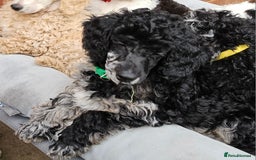 Miniature Poodle dogs for sale: Minatare Poodle Ready Now - Image 3