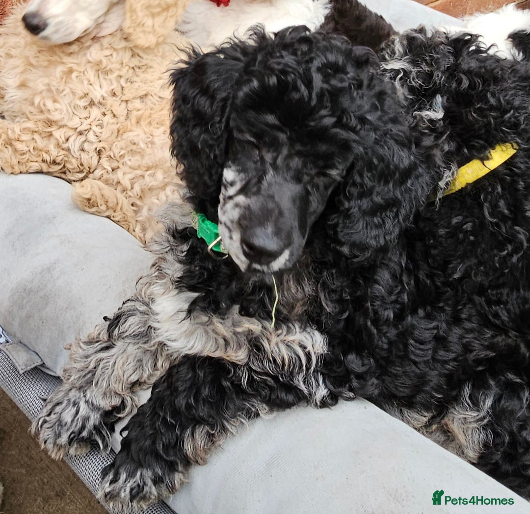 Miniature Poodle dogs for sale: Minatare Poodle Ready Now - Image 3