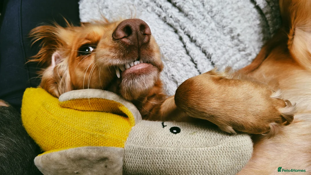 Cocker Spaniel dogs for sale: 3yr old cocker spaniel bitch for sale - Advert 10