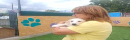Mixed Breed dogs for adoption: 🌸 ALICE — A GENTLE LITTLE GIRL FULL OF LOVE 🌸 in Nottingham - Advert 8