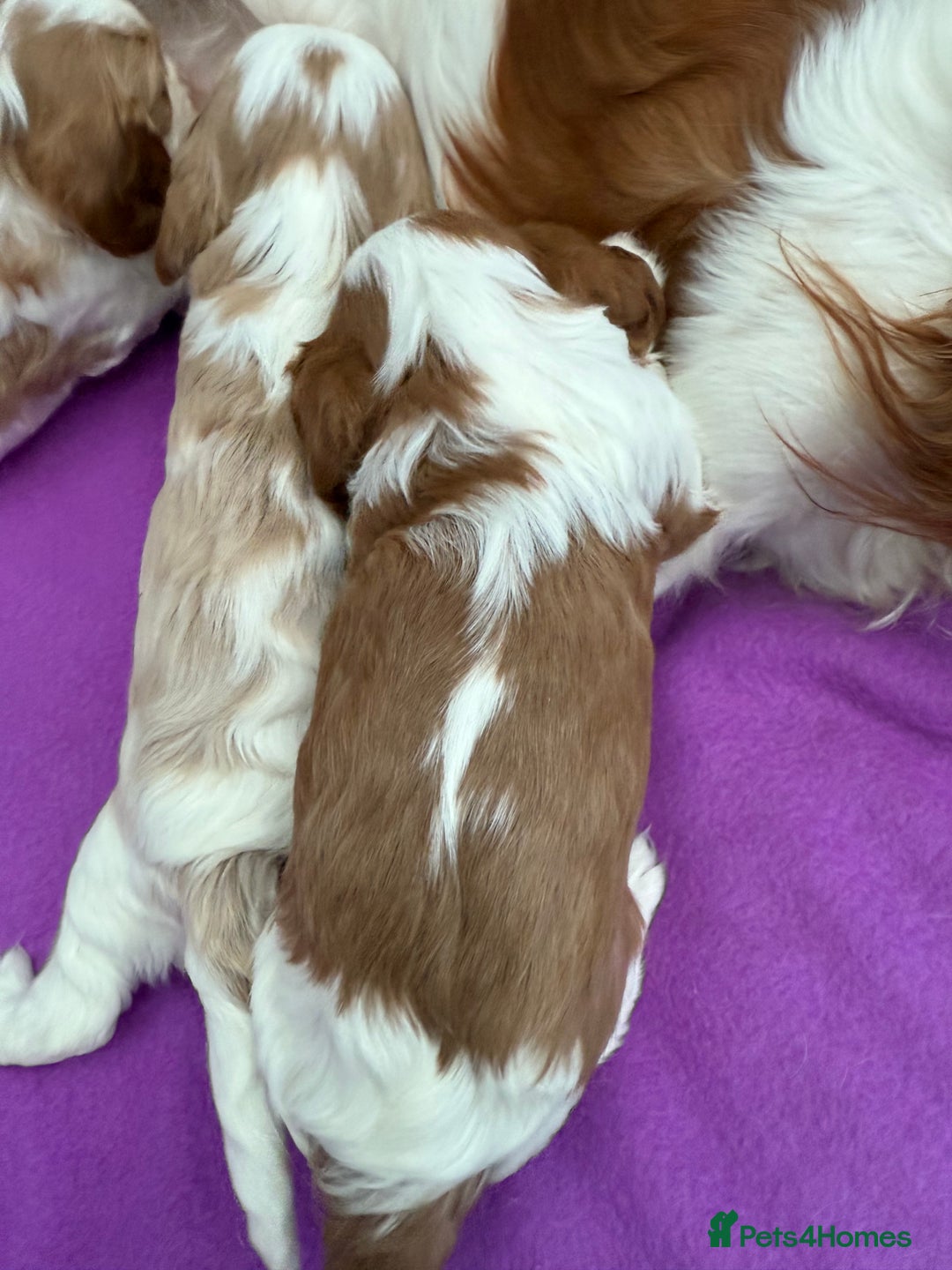 Cavalier King Charles Spaniel dogs for sale: Adorable Cavalier King Charles Spaniel  - Advert 13