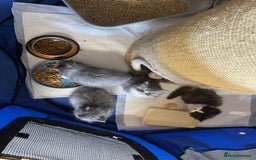 Persian cats for sale: Beautiful fluffy kittens very affectionate  - Image 23