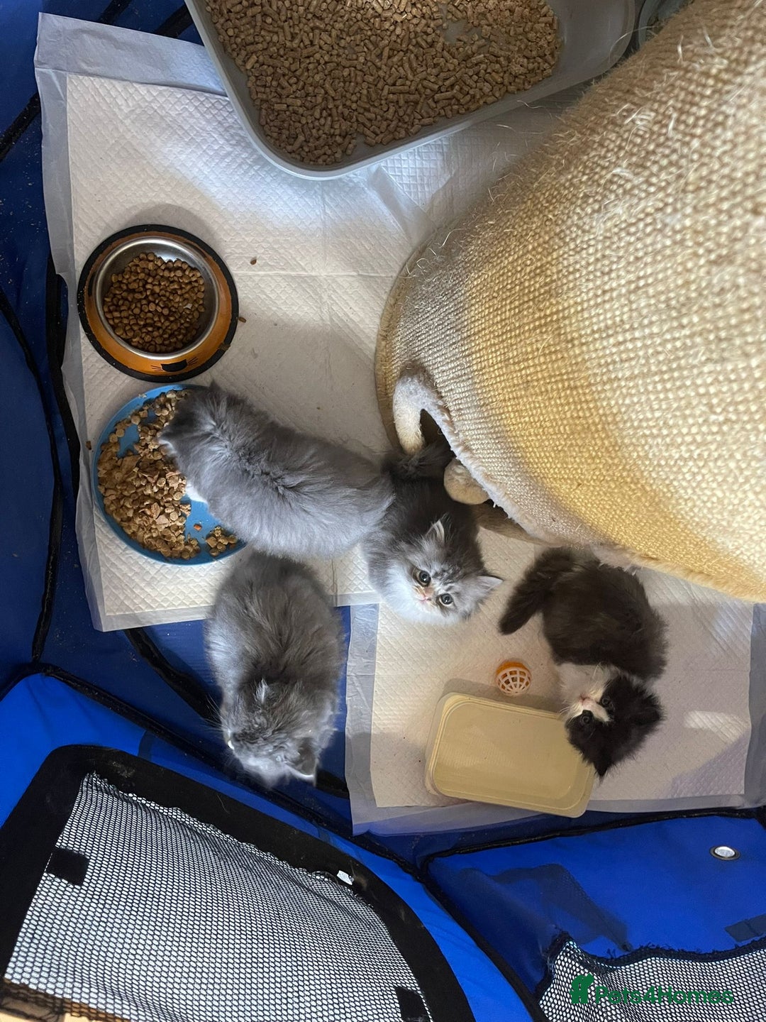 Persian cats for sale: Beautiful fluffy kittens very affectionate  - Image 23
