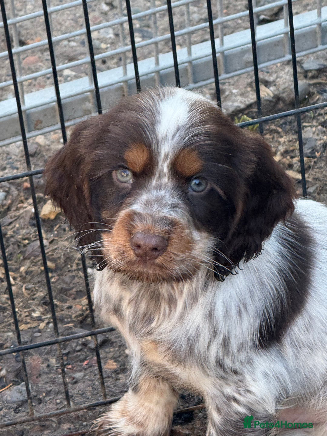 Cocker Spaniel dogs for sale: Ready Now Cocker Spaniel Male - Advert 9