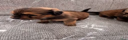 Mixed Breed dogs for sale: Pomeranian cross Jack Russell in Swadlincote - Advert 14