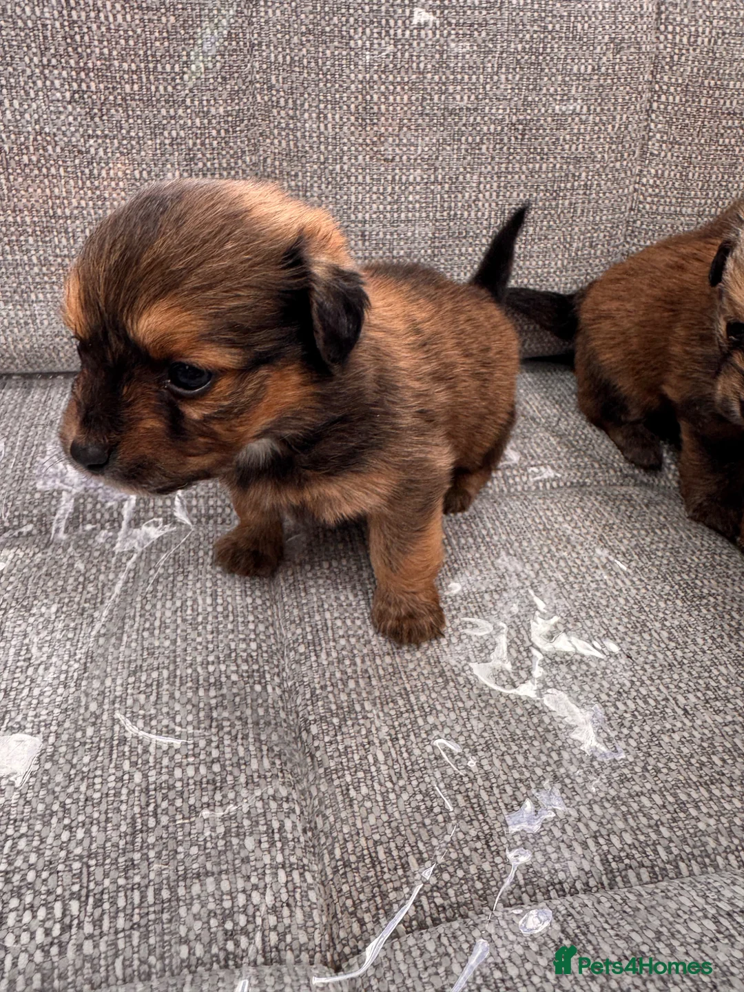 Mixed Breed dogs for sale: Pomeranian cross Jack Russell in Swadlincote - Advert 14