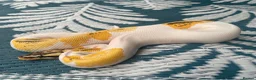 Python Snake reptiles for sale: Fire,pastel,orange dream,pied  - Advert 1