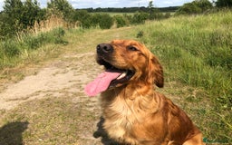 Goldendoodle dogs for sale: F1 Miniature Goldendoodle's 100% DNA Health-Tested - Image 4