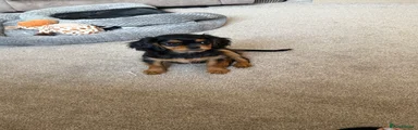 Cavapoo 4
