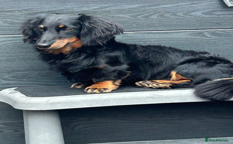 Miniature Dachshund dogs in Pontefract - Advert 4