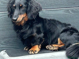 Miniature Dachshund dogs in Pontefract - Advert 37