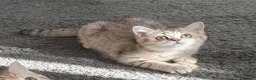 British Shorthair cats for sale: British Shorthair Blue & Black Gold Spotted Tabby  - Advert 25