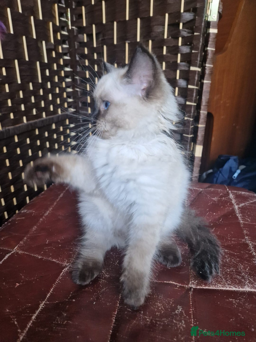 Ragdoll cats for sale: 1 Ragdoll girl left looking for a loving home  - Image 15