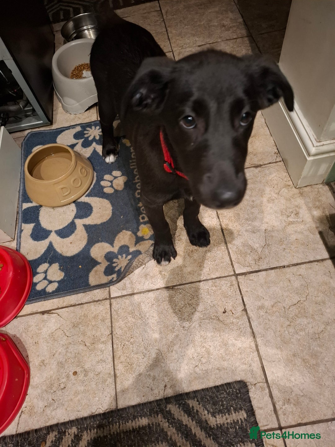 Mixed Breed dogs for sale: German shepherd cross labrador puppy - Image 3