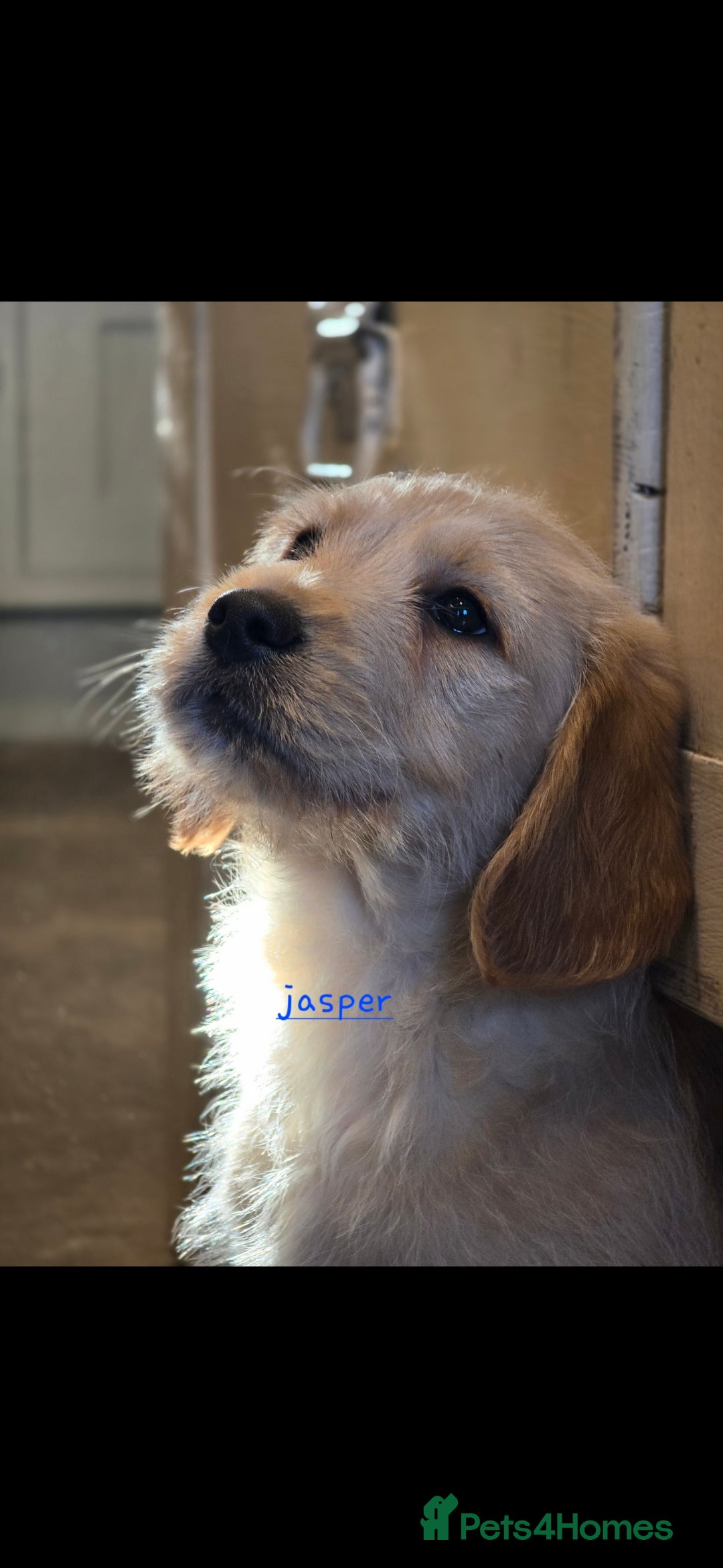 Labradoodle dogs for sale: F1 MINI LABRADOODLES ready to leave 3rd dec  - Advert 26