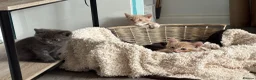Siberian cats for sale: Beautiful Siberian Kittens-3 Boys-Hypoallergenic - Advert 27