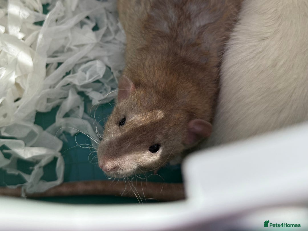 Rat rodents for sale: 4 Male Rats with cages  - Image 4