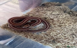 Corn Snake reptiles for sale: Corn snakes and leopard geckos babies - Image 11