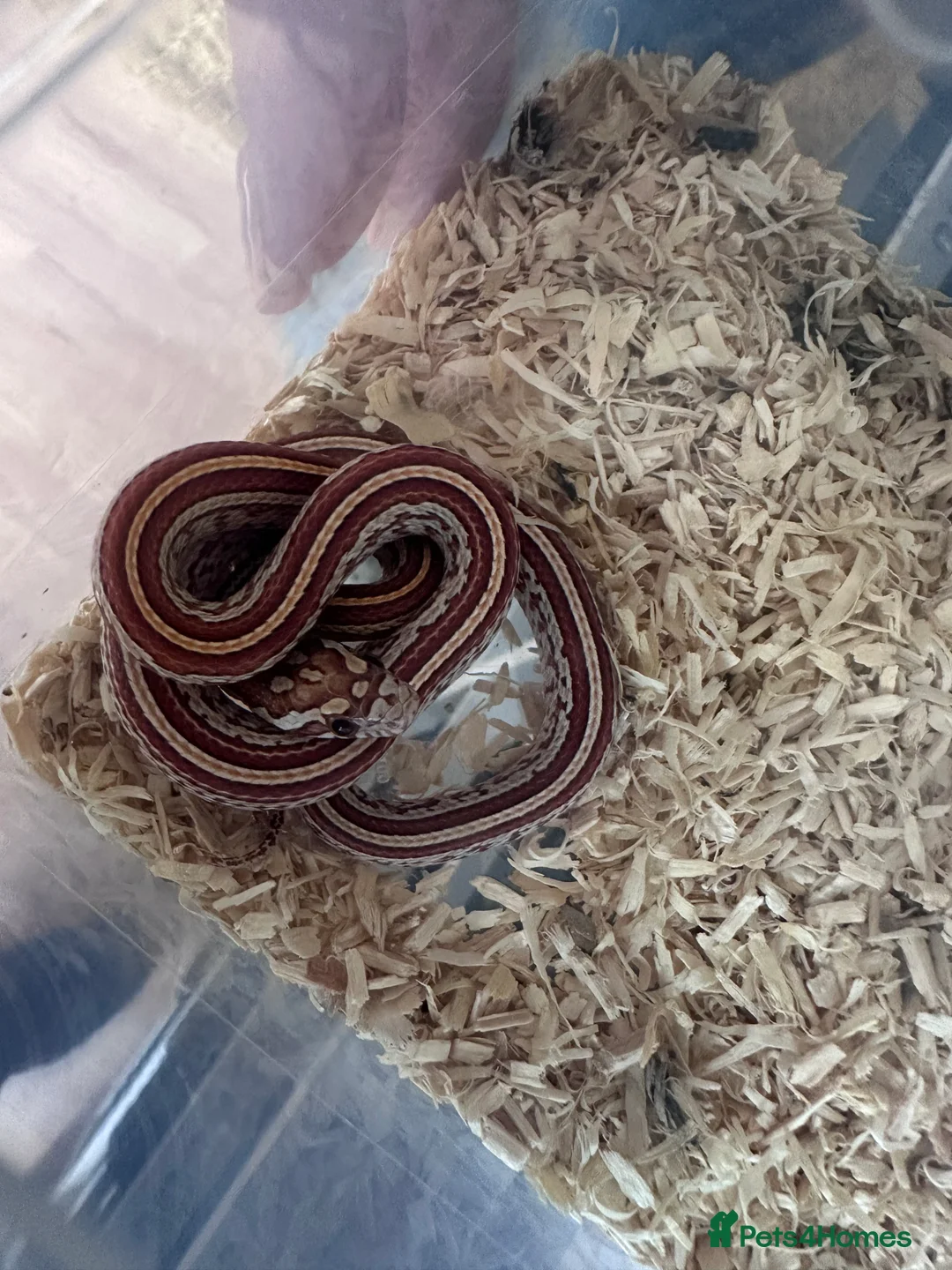 Corn Snake reptiles for sale: Corn snake hatchlings cb25 corn snakes  - Advert 7