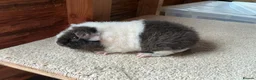 Guinea Pig rodents for sale: Baby Boars In Different Breeds  - Advert 14