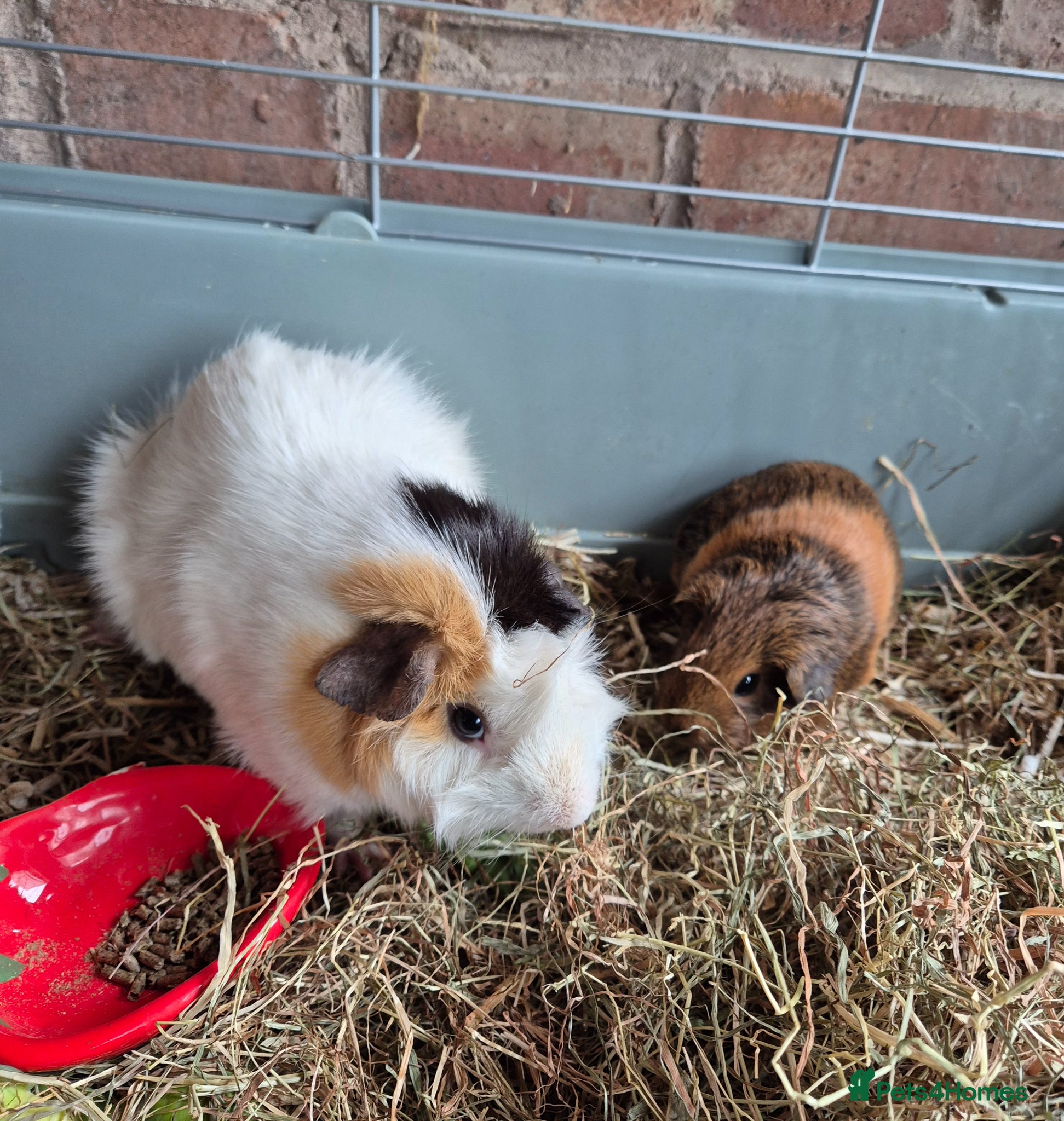 Guinea Pig rodents Bonded Guinea Pigs - Advert 10