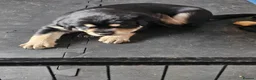 Mixed Breed dogs for sale: Gorgeous litter of cockerdor x sprollie pups in Fleetwood - Advert 9