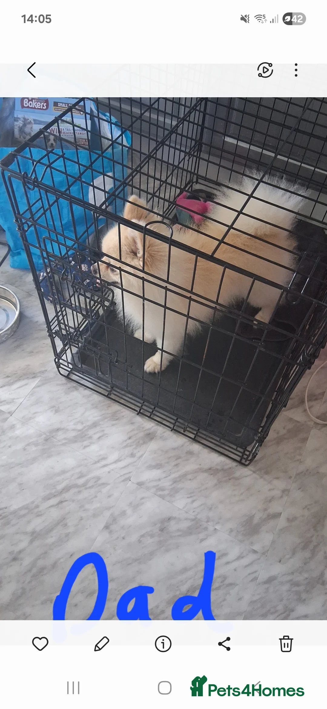 Pomeranian dogs for sale: 💖RARE PURE WHITE POMMERAINIAN💝 - Advert 14