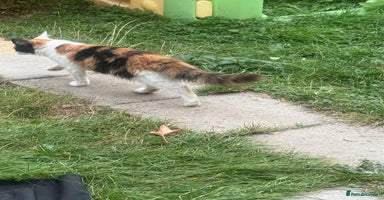 Maine Coon cats - Advert 4