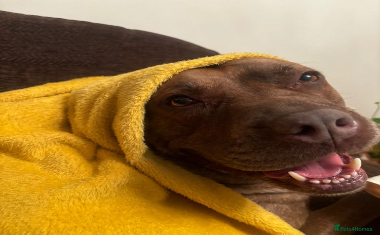 Mixed Breed dogs Hazels looking for a new home - Advert 1