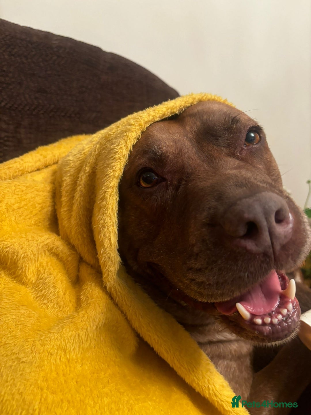 Mixed Breed dogs for sale: Hazels looking for a new home - Advert 1