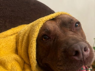 Mixed Breed dogs Hazels looking for a new home - Advert 1