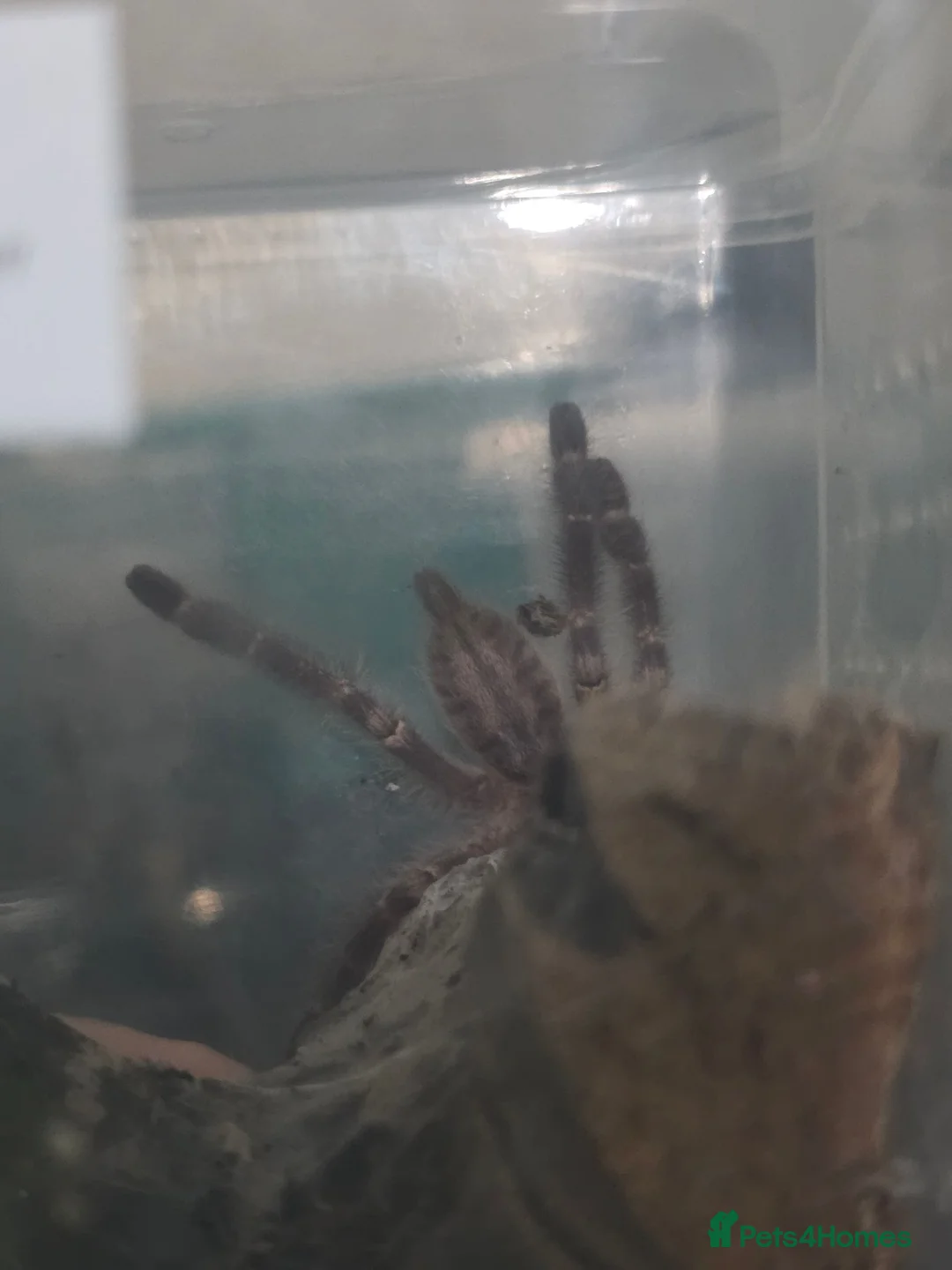 Tarantulas invertebrates for sale: Two Ornamentals Tarantulas - Advert 6