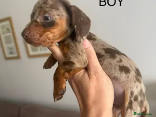 Dachshund dogs Dachshund puppy’s for sale - Advert 13