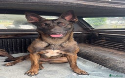 Belgian Shepherd Dog dogs for sale: Beautiful Malinois Needs Loving Active Home - Image 1