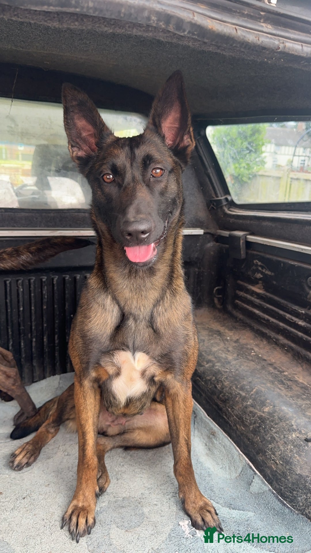 Belgian Shepherd Dog dogs for sale: Beautiful Malinois Needs Loving Active Home - Image 1