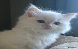 Ragdoll cats for sale: Cream point boy ready now in Lincoln - Image 9