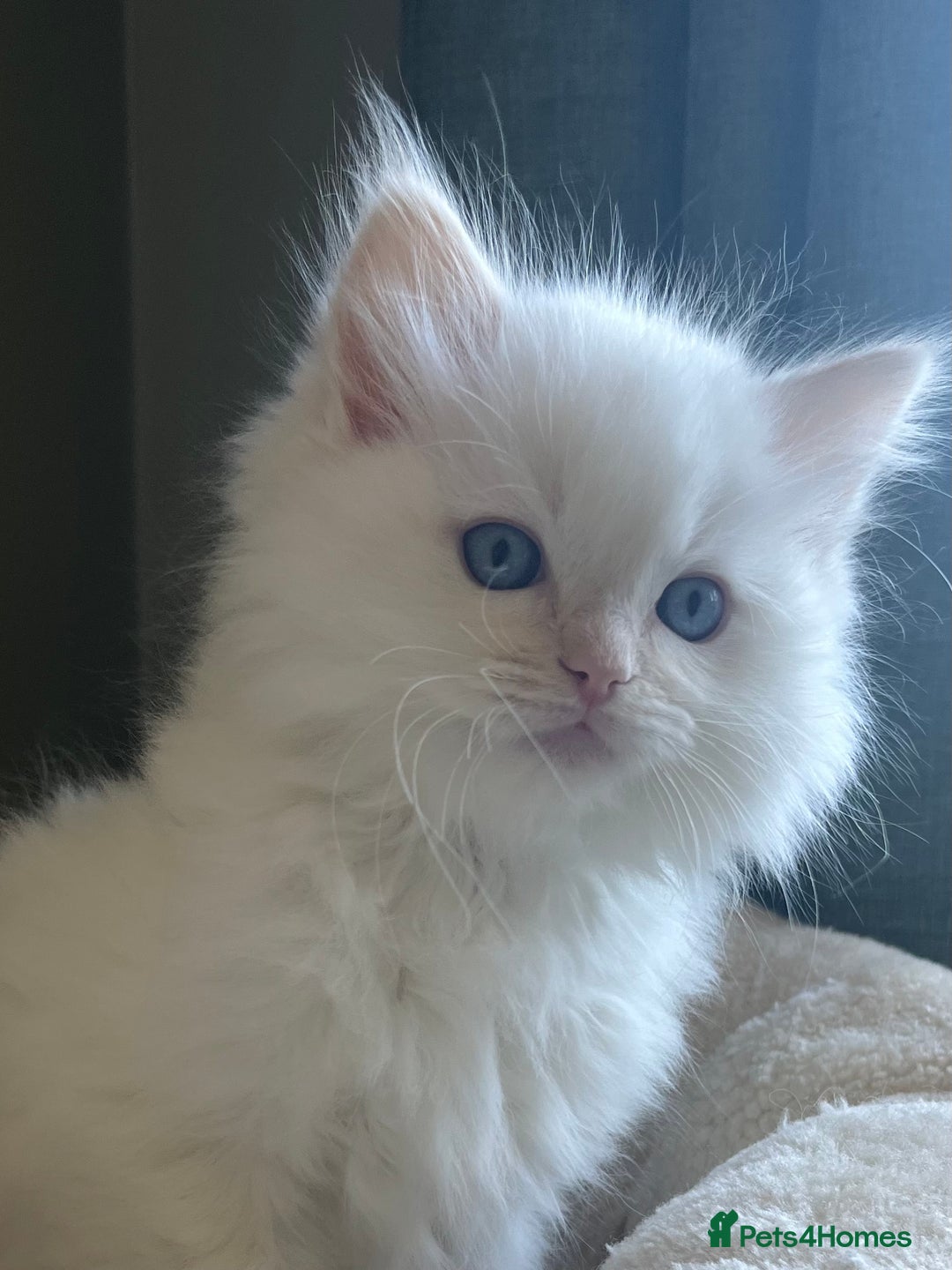 Ragdoll cats for sale: Cream point boy ready now in Lincoln - Image 9