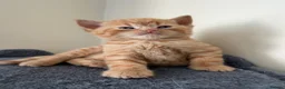 Mixed Breed cats for sale: Ragdoll Mix × 100% British Shorthair Kittens in Sutton - Advert 12