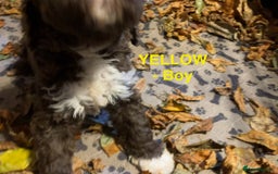 Lagotto Romagnolo dogs for sale: Stunning Litter of Pedigree Lagotto Romagnolo Pups - Image 23