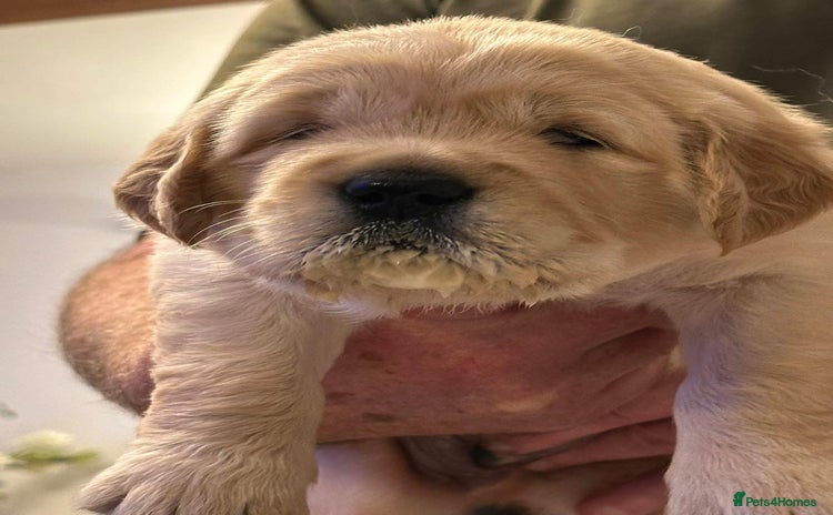 Golden Retriever dogs - Advert 1