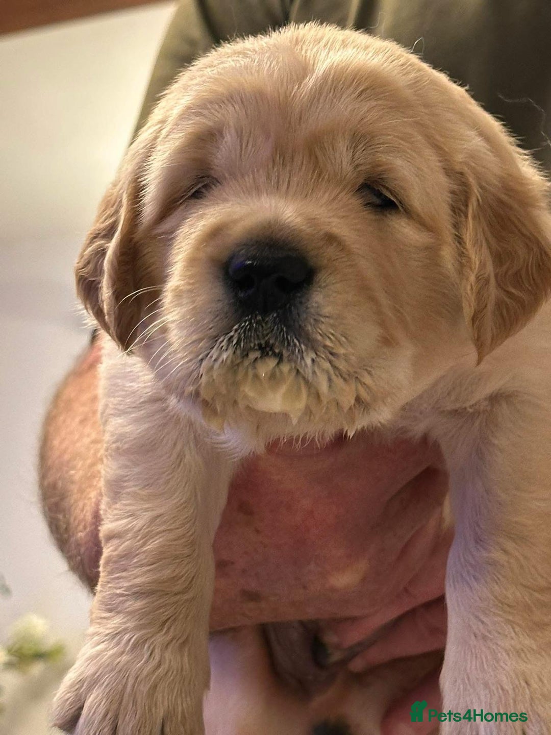 Golden Retriever dogs for sale: KC Reg Golden Retriever Pups - CHAMPION Bloodlines - Image 1